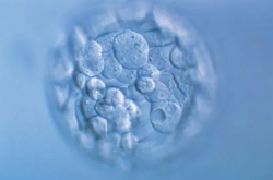 囊胚鲜胚冻胚哪个成功率更高