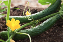 生菜和黄瓜一起吃可以减肥吗