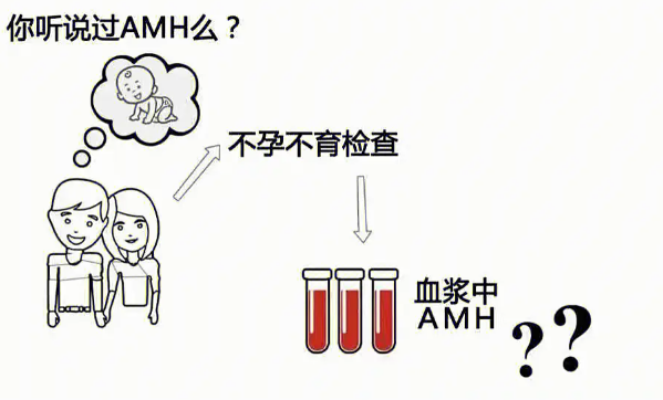 amh是什么检查项目