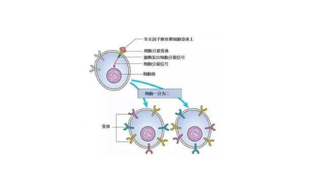 医学上VEGF是什么意思