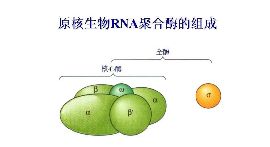 什么是rna聚合酶,rna聚合酶的作用