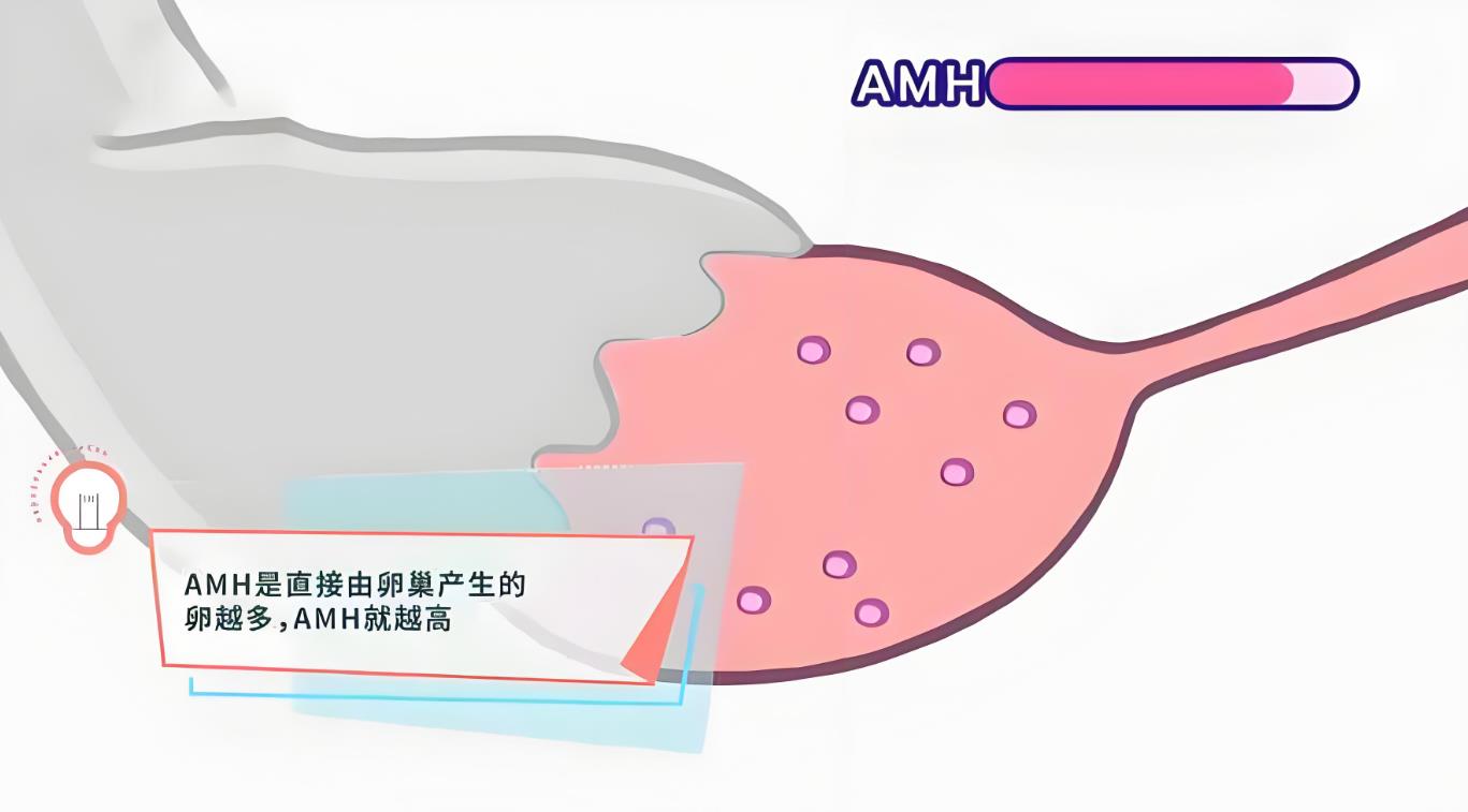 什么是amh,amh与年龄对照表