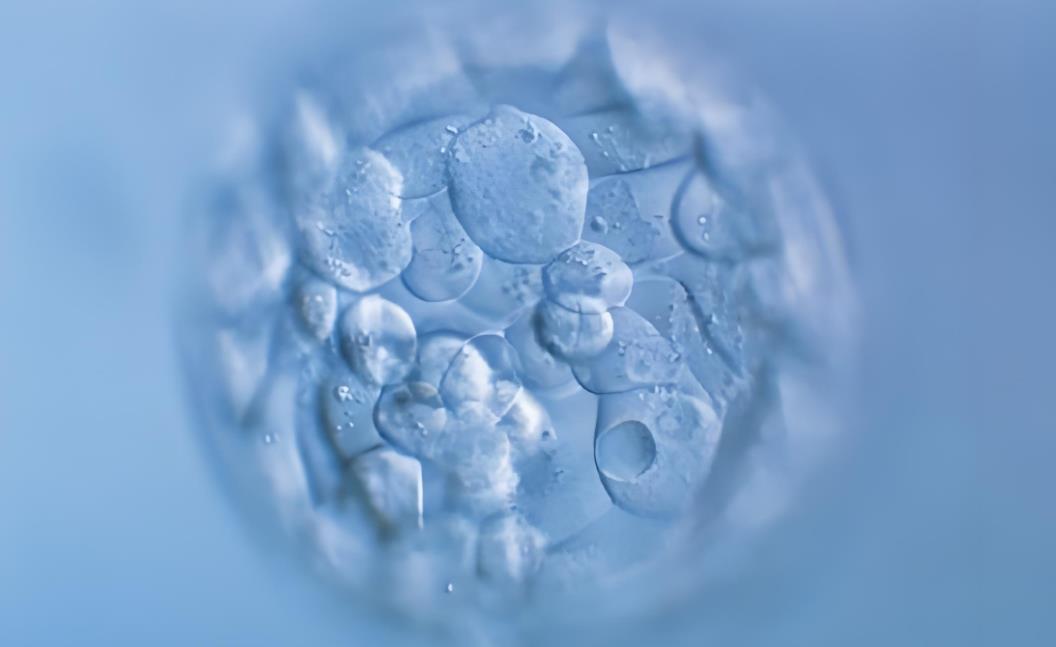 探秘生命奇迹：11个受精卵能养成多少囊胚？
