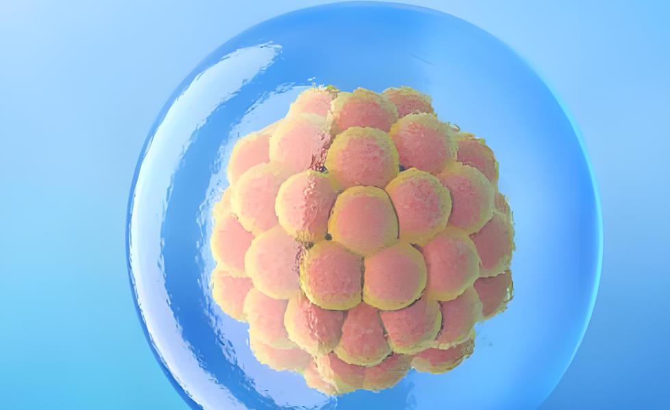 五个卵泡能养成囊胚吗？揭秘试管婴儿成功的关键！