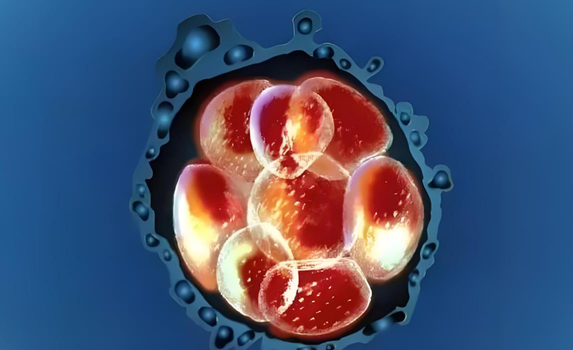 解密三级胚胎养囊成功后胚胎发育潜力