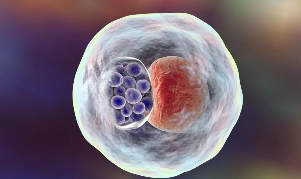 5个胚胎能养多少囊胚,15个优质胚胎能养成多少囊胚