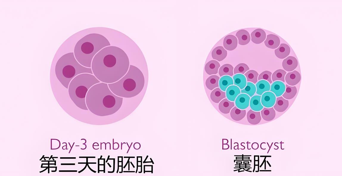 不好的胚胎为什么要养囊,不好的胚胎才拿去养囊吗