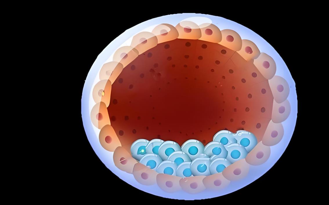 10个受精卵能养囊胚的几率是多少,10个受精卵能有多少胚胎