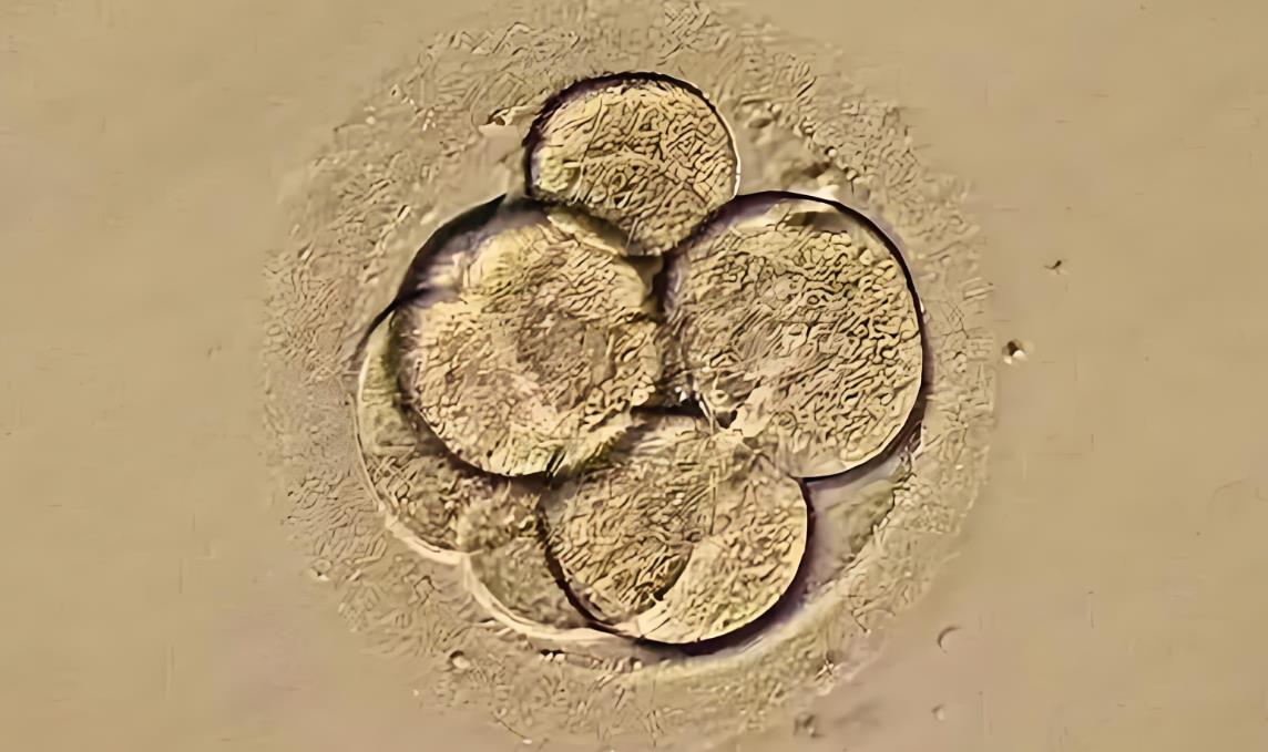 取卵7个一般能养几个囊胚,取卵七个一般能成囊几个