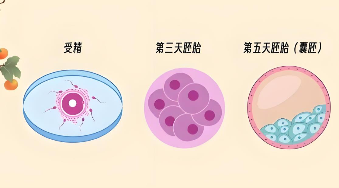 胚胎养囊胚需要几天,养囊胚需要几天三大原因