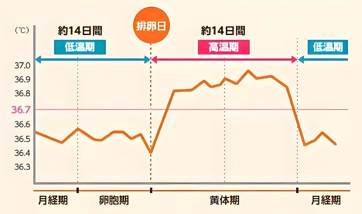 排卵监测怎么看卵子排出了,排卵监测报告怎么看