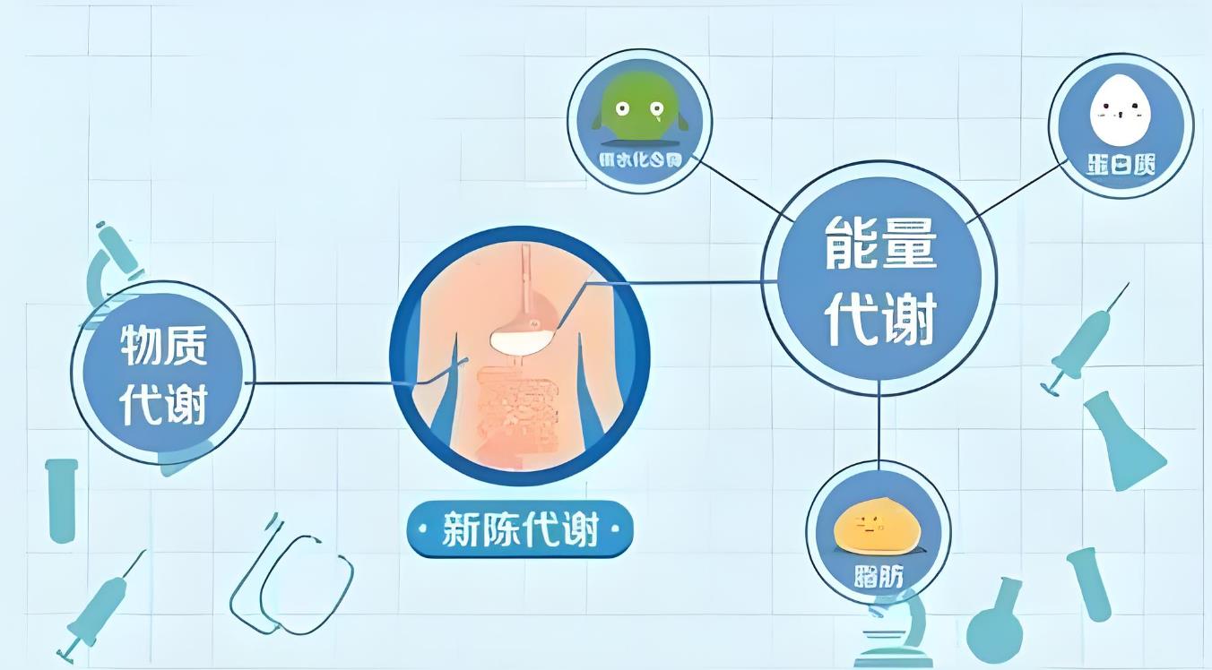 代谢快的表现是什么,代谢快的人好还是不好